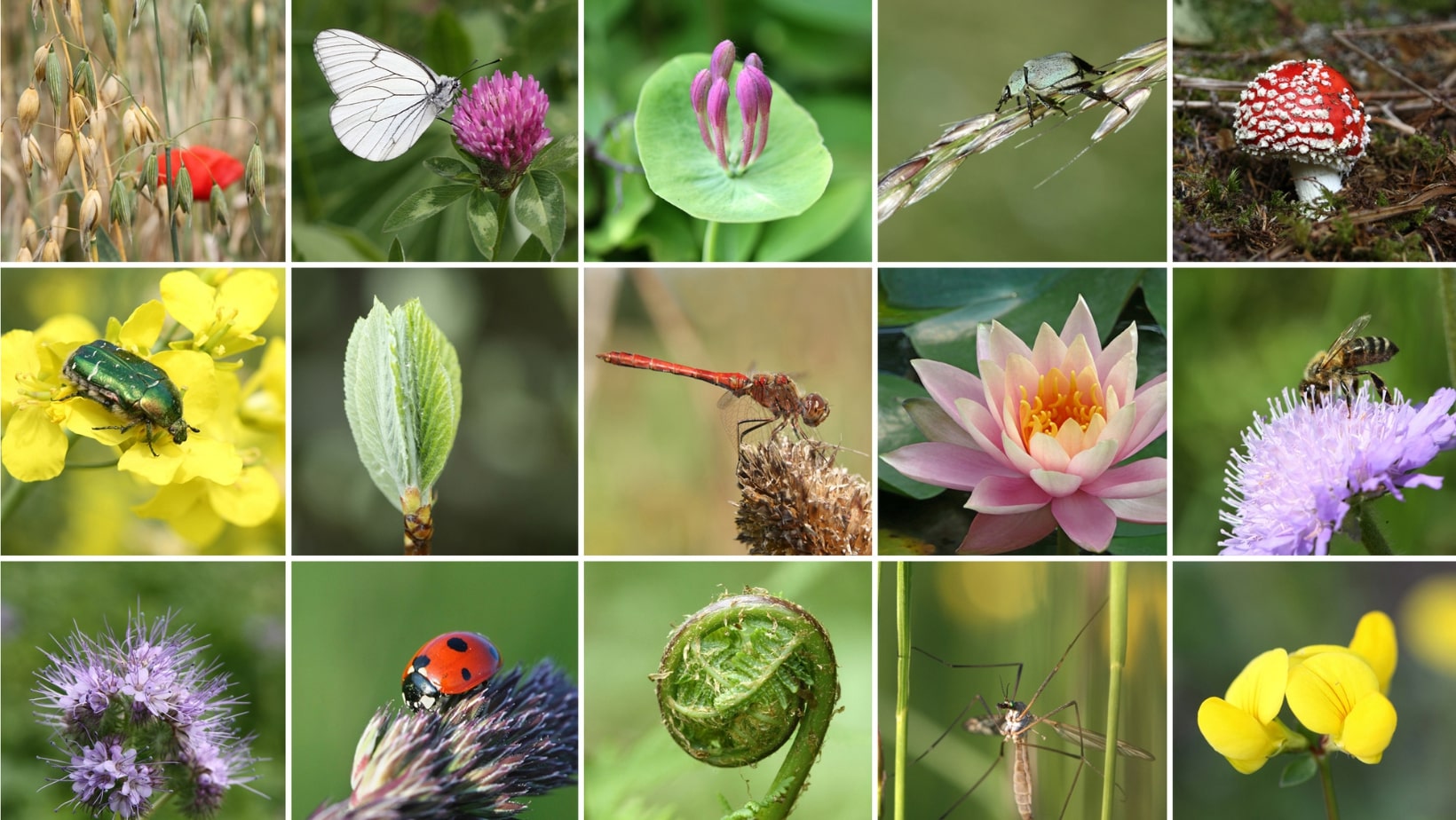 Cos'è la biodiversità e come si protegge