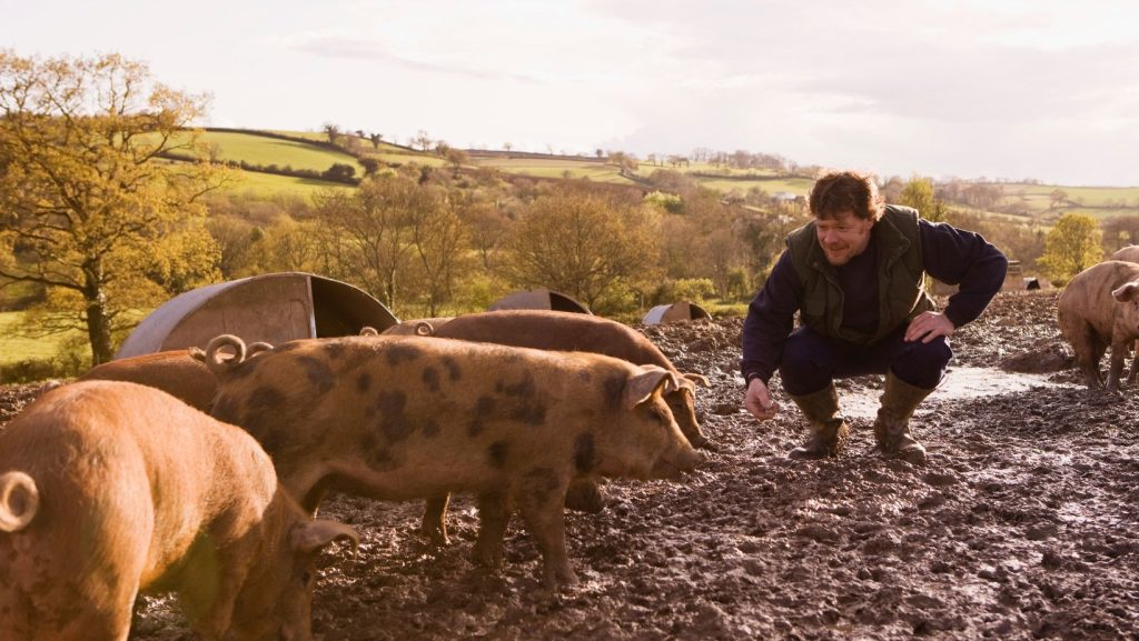 Suini allevati nel rispetto del benessere animale, materia prima dei prodotti Q+ legata al territorio