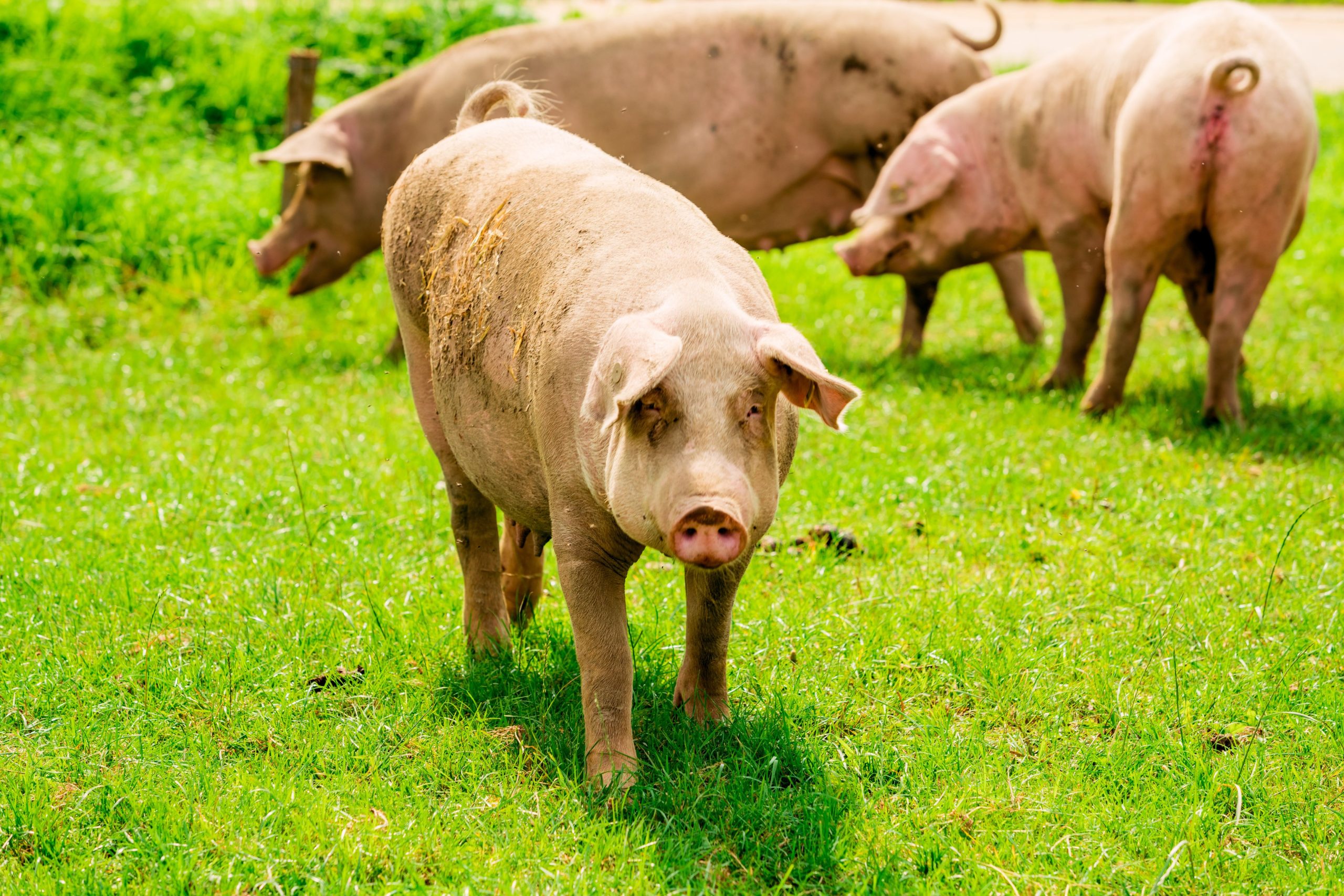 allevamento etico biologico Pedrazzoli