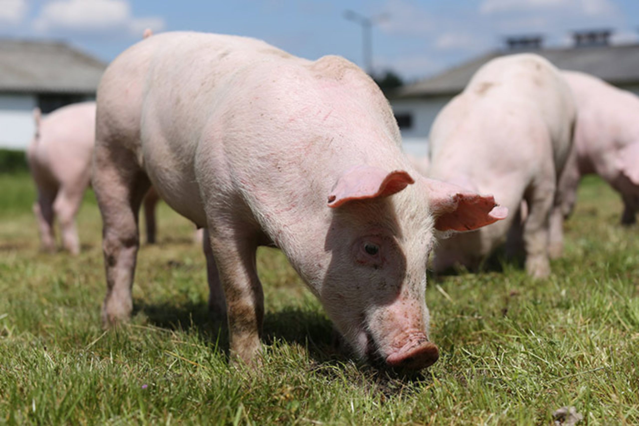 ALIMENTAZIONE BIOLOGICA DEI SUINI DELL'ALLEVAMENTO PEDRAZZOLI