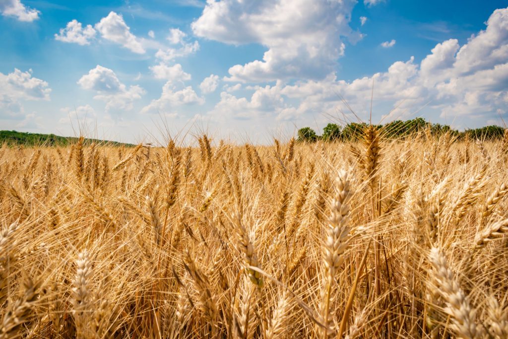 Materie prime biologiche provenienti da coltivazioni di proprietà Pedrazzoli per l’alimentazione dei suini