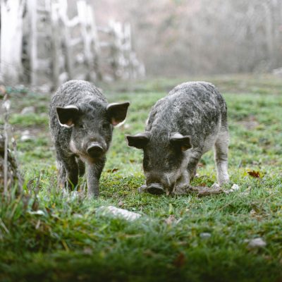 pedrazzoli_filiera_benessere_animale