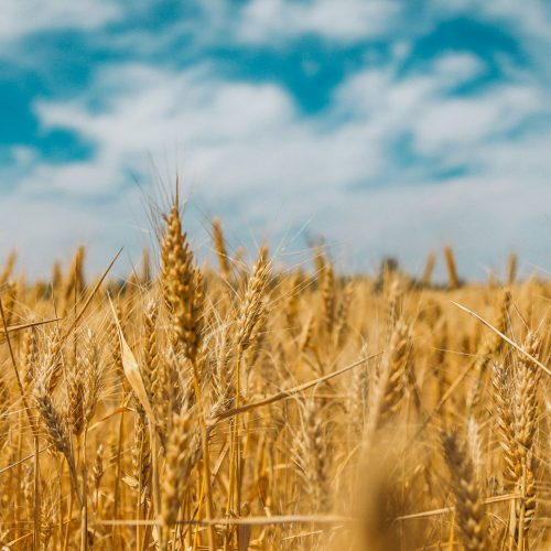 il 2024 bio ndi salumificio pedrazzoli